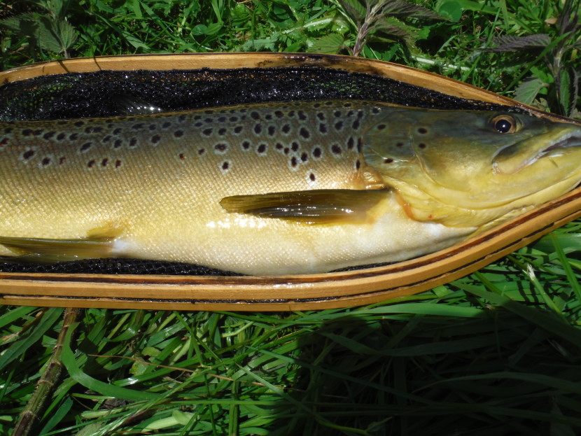 Avon mayfly feeder